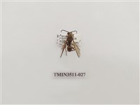 藏品(日本長腳蜂)的圖片